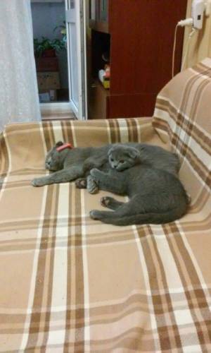 Продается Котенок  шот.вислоухий