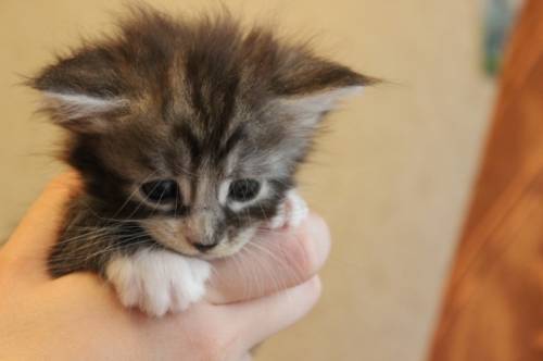Котята Мейн кун