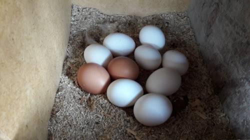 Продам Яйцо домашнее