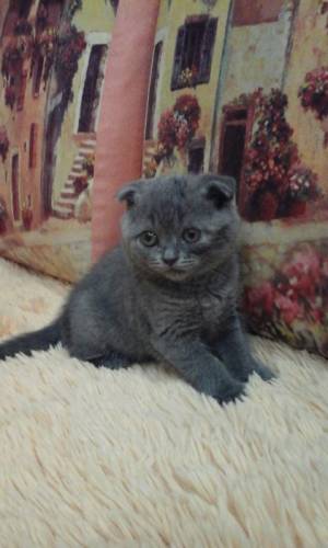 Красивые шотландские котятки