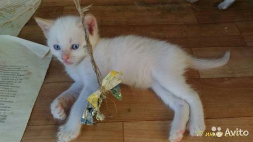 4 котёнка от кошек-мышеловок ищут любимых хозяев