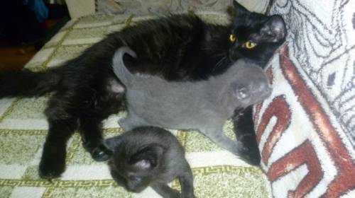 Отдам домашних котят