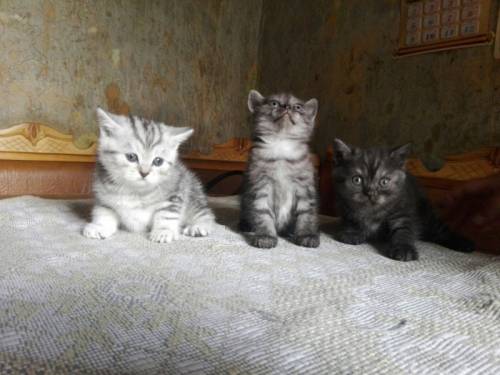 Котята породы Британская скоттиш-страйт