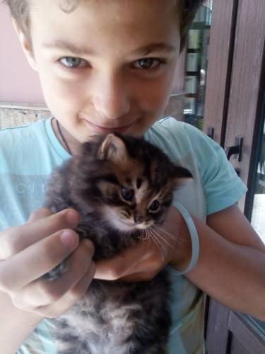 В добрые руки.котят