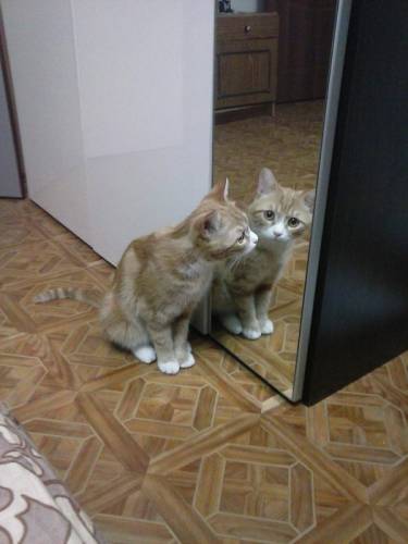 Отдам котика в добрые руки