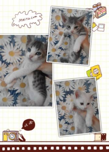 отдам в добрые руки котят