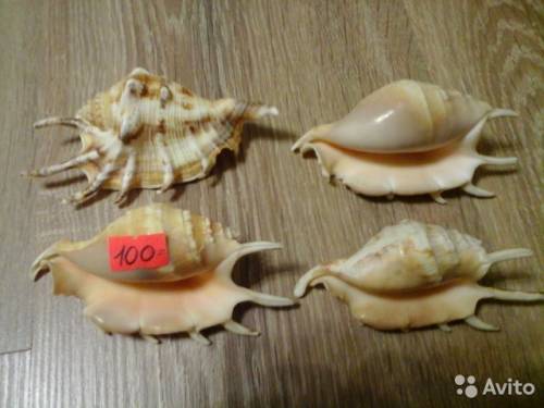 продам ракушки в ассортименте