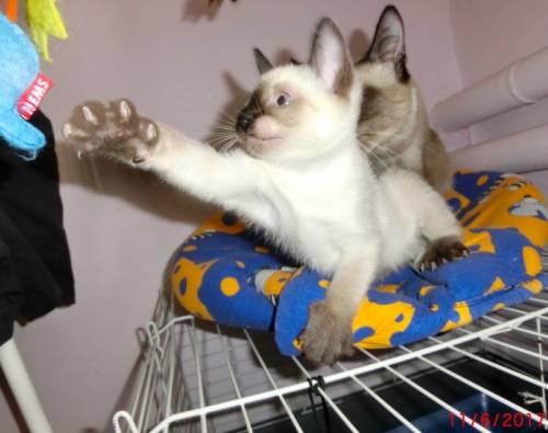 Котик меконгского бобтейла