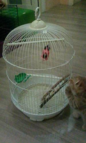 клетка для птиц
