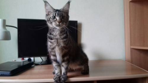 Котята мейн кун в добрые руки