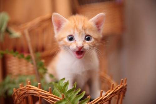Котятки. 2 месяца