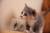 Котятки. 2 месяца