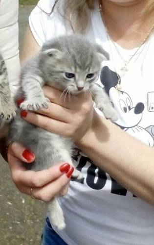 Продам шотландского вислоухого котенка мальчика