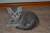 Шотландские мраморные котята