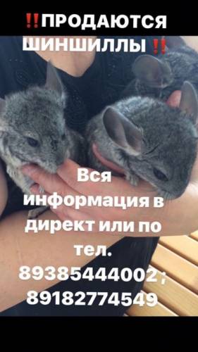 Шиншиллы-лучший друг детей и взрослых!!!