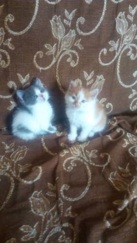 Отдам котят  даром