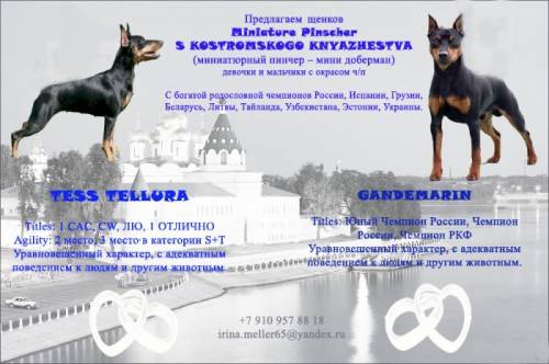 щенки миниатюрного пинчера