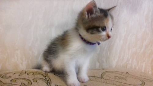 Отдам котенка в добрые руки