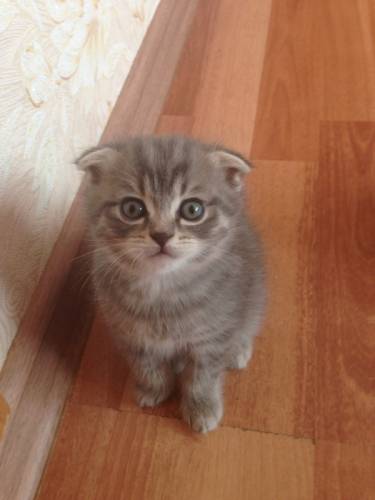 продам милых котят