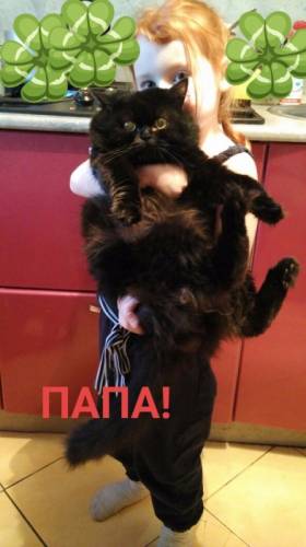 скоттиш - фолд и скоттиш страйт.