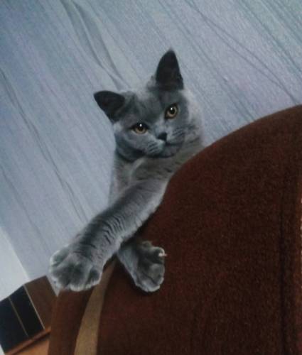 Продам котят британцев 