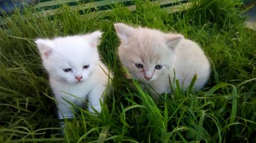 Отдам в добрые руки котят