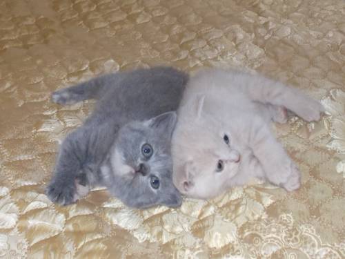 продаю очаровательных кошечек