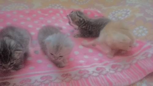 Продаю породистых котят