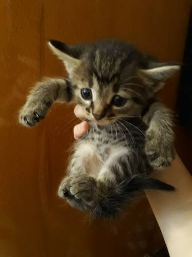 котятки 1 месяц