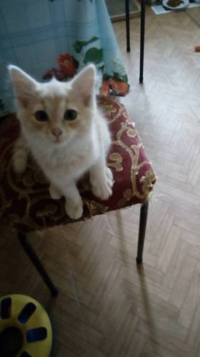 Рыжие котята даром