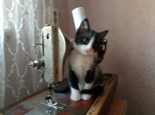 Отдам милых котят в хорошие руки
