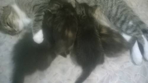 Отдам котят в хорошие руки