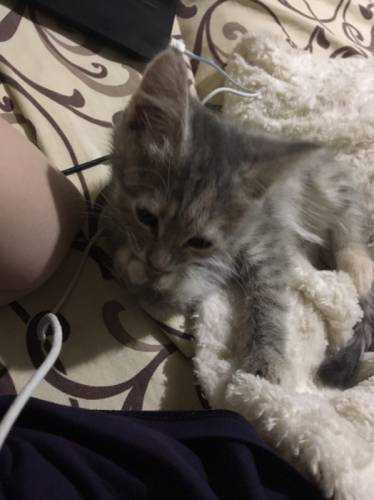 Отдам кошечку в добрые руки). 