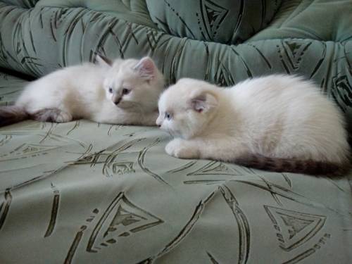 Продам вислоушек котиков