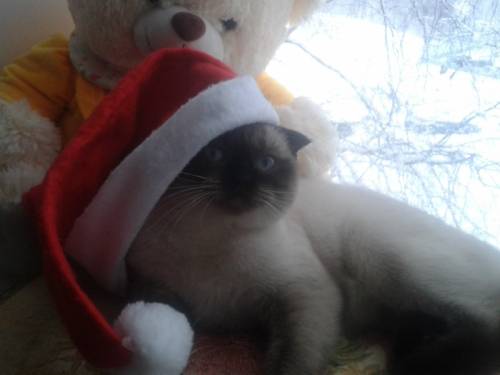 Три кота,вислоушки брит.
