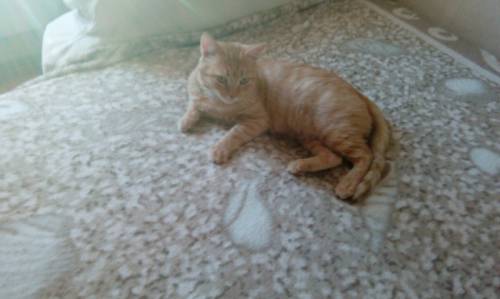 Отдам рыжего котика