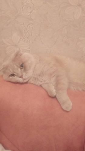 Вязка