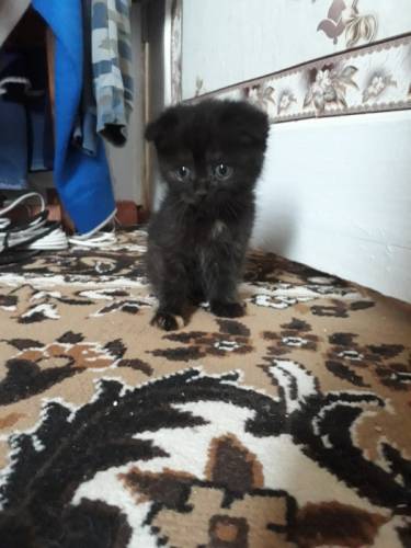 Продаю британских котят