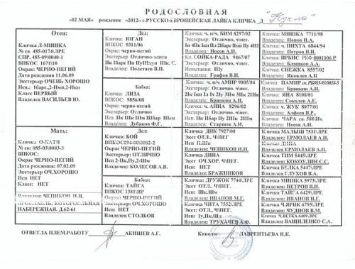 Щенки лайки русско европейской