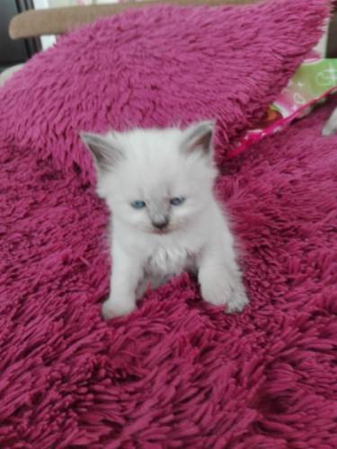 невские маскарадные котята