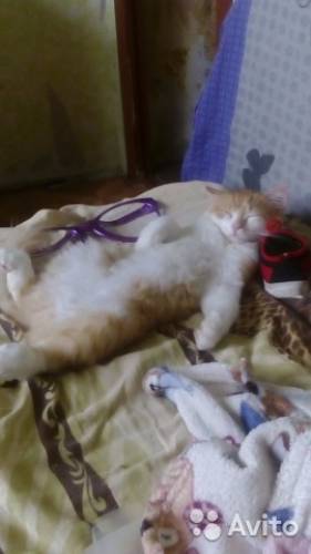 Котята в добрые руки 