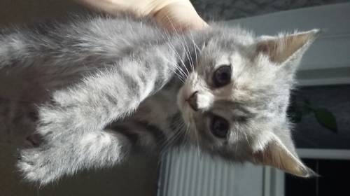 Шатландские вислоухие и Скотишь Страйк