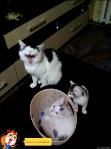 Отдам котят в добрые руки