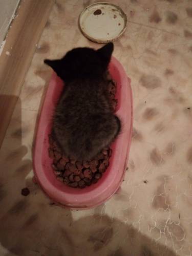 Отдам котёнка в хорошие руки