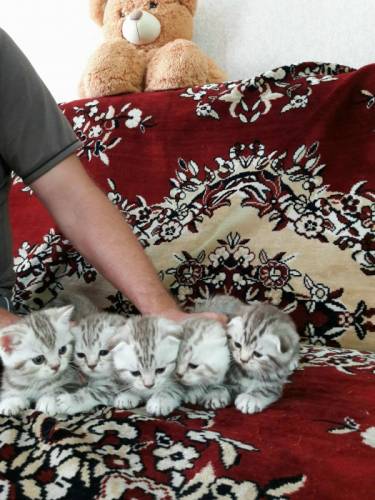 Продаются вислоухие шотландские котята