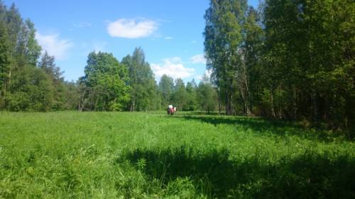 конный туризм,отдых на природе рядом с лошадьми