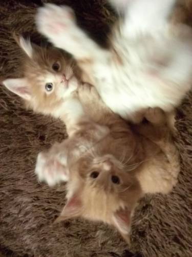 Мейн кун котята