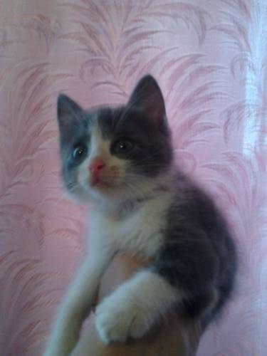 Отдам кошечку в хорошие руки