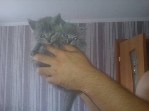 Продам британских прямоухих котят