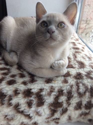 Продаю бурманского котенка